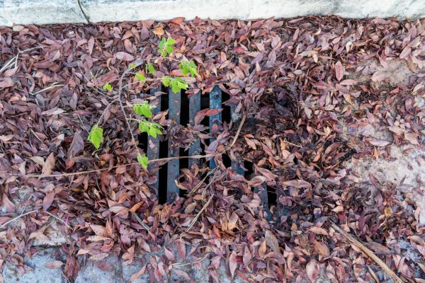 Cost of Yard Drain Unclogging in Petaluma